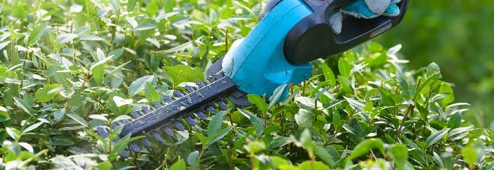 Person schneidet Hecke mit Heckenschere